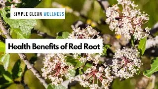 Health Benefits of Red Root 