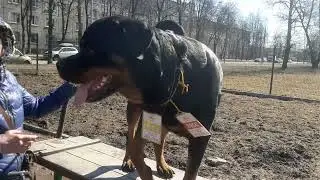 Ира Rottweiler Service Dog Trainining 🏠 Зоопсихолог 🐕 Моя Жизнь Кино 📽 Музей Псов Museum Dogs