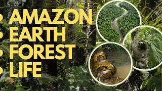 The Life of the Amazon Rainforest &ndash; Earth&rsquo;s Green Heart | EarthRawGift