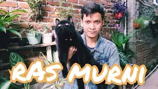 JUAL KUCING RAS MURNI/HARGA WAJAR,GA MAHAL JUGA GA MURAH