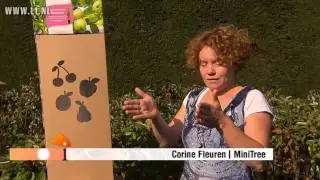 Minitree Baarlo (via L1TV)
