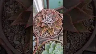 #succulent #suculentas #echeveria #plants