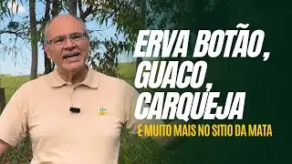 9 Plantas Medicinais Pra Voc&ecirc; Conhecer: Erva Bot&atilde;o, Guaco, Carqueja e Muito Mais no S&iacute;tio da Mata