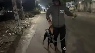 Early morning dog training 