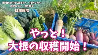 あなたの元へ届くお野菜は？収穫しながら育ち具合とセット内容をチェック！【#食べチョク】