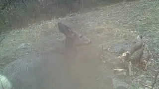 Up Close with Mule Deer