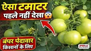 Tomato Farming Success | Bumper Yield of Tomato Crop/Right Method of Tomato Farming, Record Yield