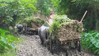 Bangladesh Traditional Buffalo Cart Ride|| Buffalo Cart Stuck to Deep Mud