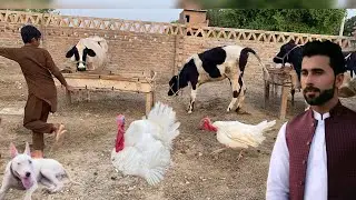 Turkey birds got angry 🦃 Turkey birds attacked my cousin 🦢 Pet lover in Punjab