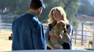 animal friendship - dog and horse