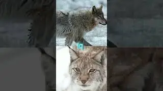 gray wolf vs eurasian lynx