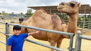 Alex Aprende Sobre Animales Salvajes en la Granja | Historia de Animales de Zool&oacute;gico