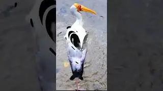 Not a Coconut, Just Pure Joy!