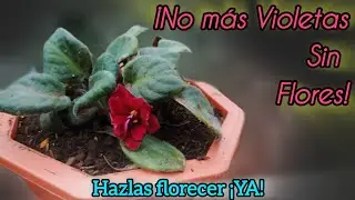 ¿Tus Violetas Africanas No Florecen? ¡Descubre el Secreto!