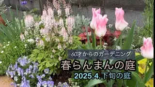 春らんまんの庭　2025.4.下旬の庭