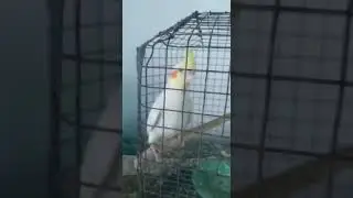 🦜Poorat 🔥 😱 😍#shorts#youtubeshorts#Poorat