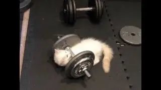 Feline Fitness  Cats Lifting Weights