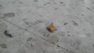 Army of ants stealing a chicken nugget