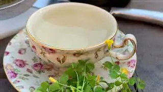 Making Wood Sorrel Tea