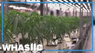 Trump&rsquo;s marijuana reclassification shakes up Kentucky medical cannabis market