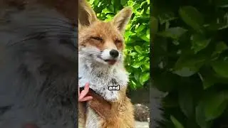 Forest Ranger's Kindness Rescues Little Fox