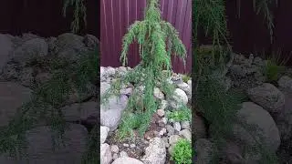 Можжевельник обыкновенный Хорстманн ( Juniperus communis Horstmann ).