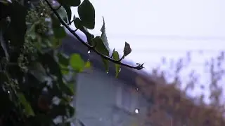 Rain and Birds Ambience-Rainfall-Birds Sheltering-Rain White Noise Sounds For Stress Relief-Insomnia