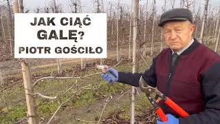 #61 Jak ciąć Galę? odc. 6 - Komunikat Sadowniczy Piotr Gościło