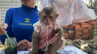 Delicious !! The Adorable Monkey LIORA Enjoy Noodles Fried And Green Tea With Her Mom
