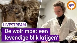 Doodgeschoten mannetjes wolf wordt opgezet