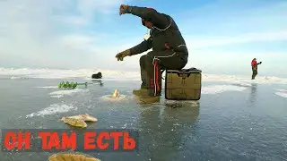 ЧТО ТВОРИТСЯ ПОДО ЛЬДОМ?! ОКУНЬ НА БАЛДУ.