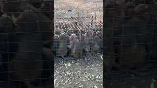 Monkey catching official ￼ call 6300256475 #monkeycatching #funny #video #animals
