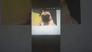 pug meme