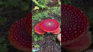 A Forest Gem: The Enchantment of a Red Mushroom 🍄✨#ForestGems #RedMushroom #MushroomMagic