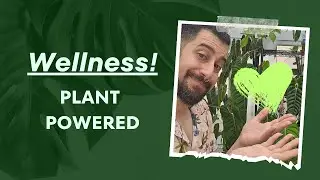 Plant Parenthood: How My Indoor Jungle Turned Into A Mental Health Sanctuary 🌱🏡