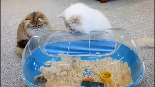 Cats Reacts to Hamster