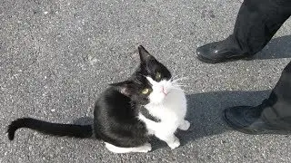 Tuxedo cat wants more love than food