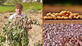 Harvesting Fresh Peanuts From Farm And Processing Peanuts