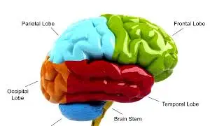 Traumatic Brain Injury in the Young Child: ToT - June 2016