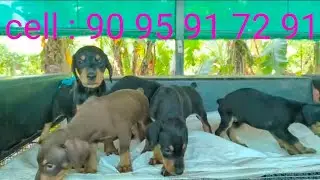Dobermann puppies available (American) At Trichy #dog #labrador #animalowner #doberman