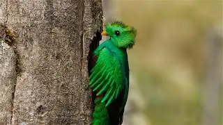 Birding in Costa Rica 2023, part 2