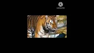 Brave Tiger