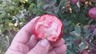 Яблоня красномясая Ред Лав Эра (apple Red Love Era). Обзор плодоношения на разных подвоях.
