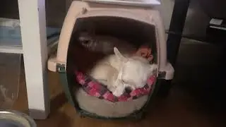 Jerry and Munna (Lulu and Jem): Relaxing, after a very long and tiring day, just before our Bedtime.