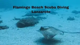 Exploring The Depths: Second scuba dive With Daivoon Dive centre At Flamingo Beach, Lanzarote