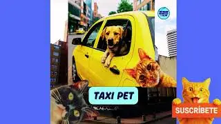 TAXI PET