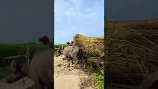 Overload #buffalo #bull #loadedvan #shorts #animals