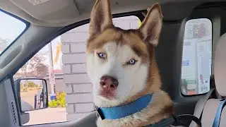 husky 🐕🐶 Sunday ☀️ afternoon at the lake 🏞️