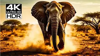 Ultimate 4K HDR Nature Relaxation | OLED Wildlife Showcase with Calming Ambient Music
