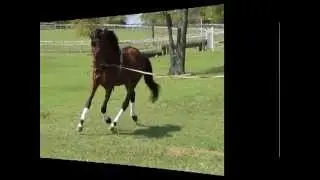 Brentano II Stallion